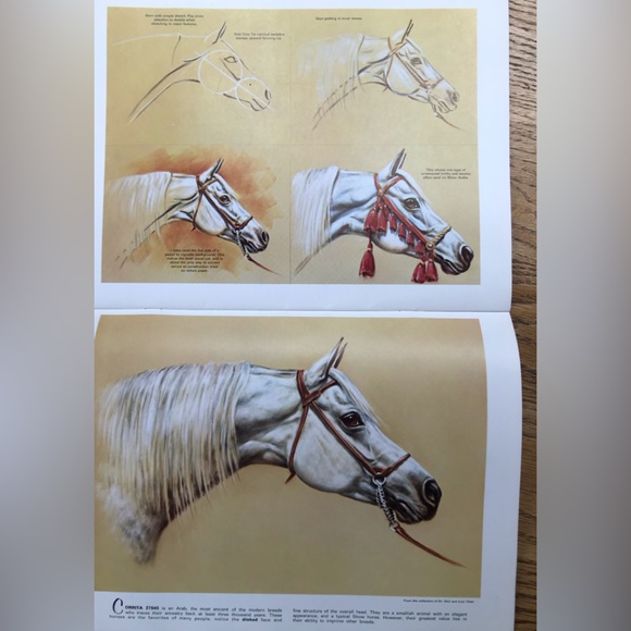 Horses’ Heads in Oil & Pastel Book - Picture 6 of 8